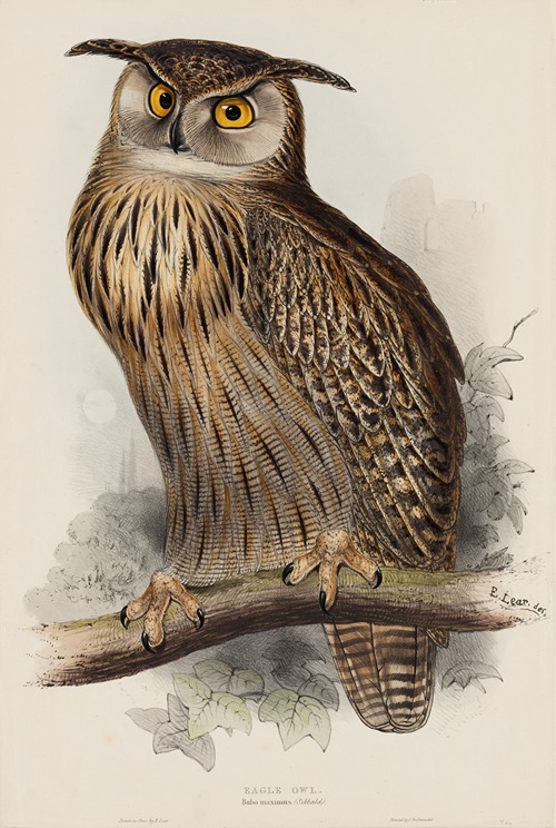 Eagle Owl. Bubo maximus