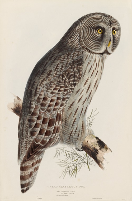 Great Cinereous Owl