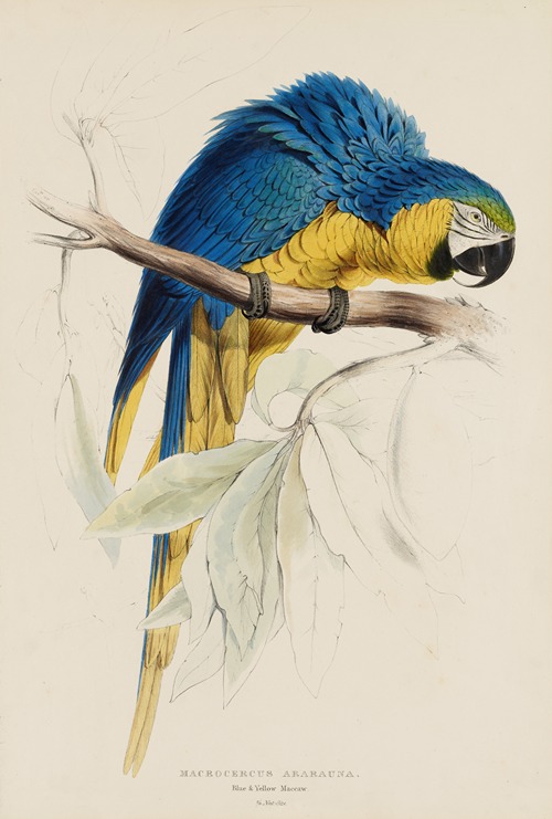 Macrocercus Ararauna. Blue & Yellow Macaw