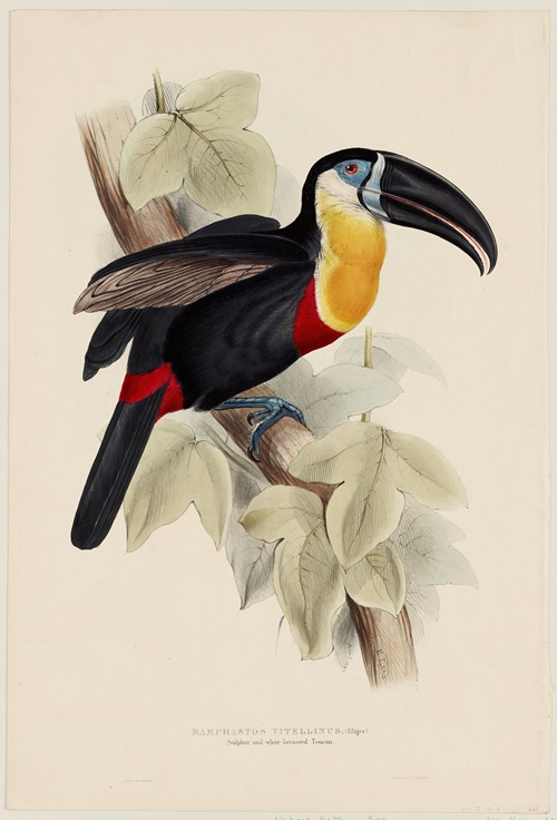 Ramphastos Vitellinus (Illiger)