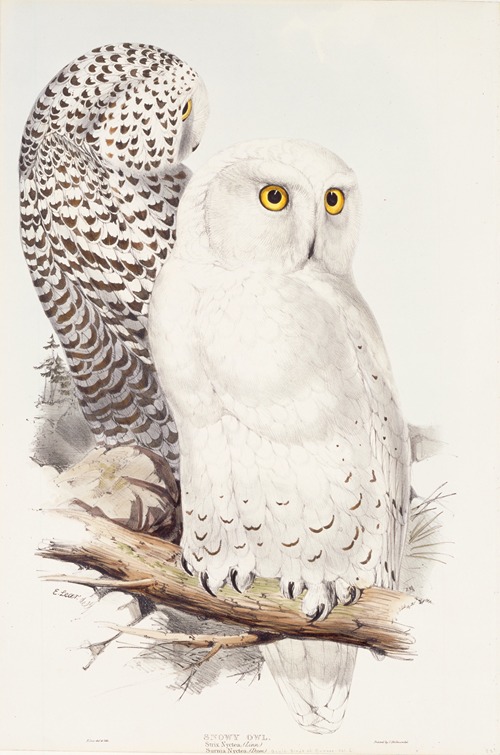 Snowy Owl