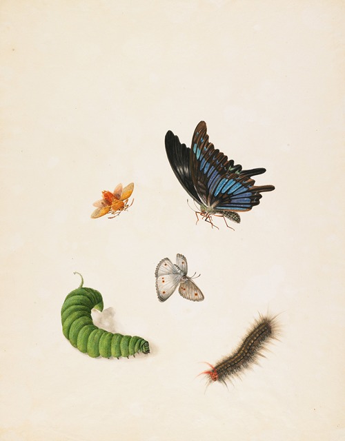 Insects