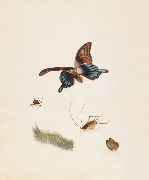 Insects