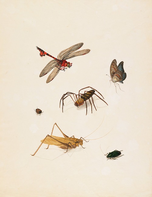 Insects
