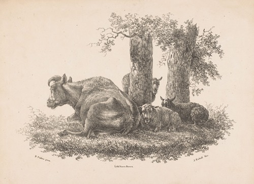 Een koe en drie schapen