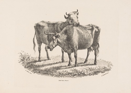 Twee koeien