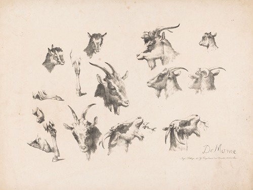 Studies of goats