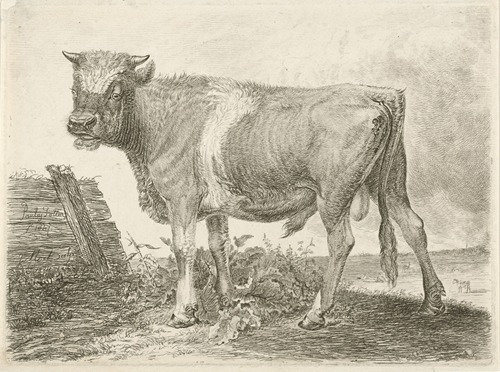 Stier