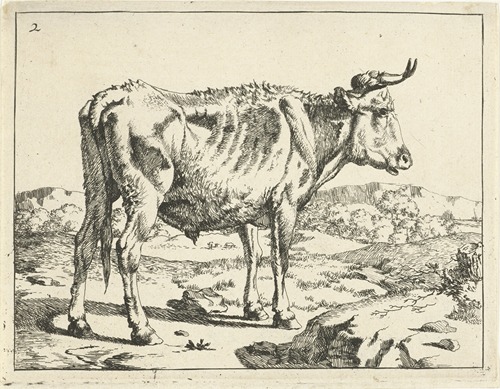 Stier staand bij rots