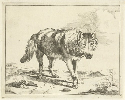 Staande wolf van voren gezien