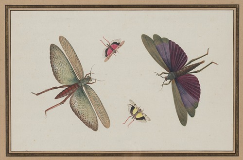 Insects