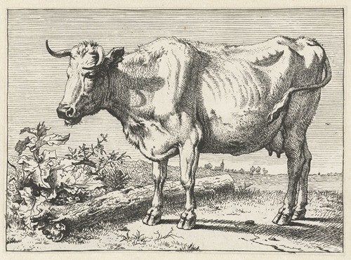 Koe met gedraaide hoorn.