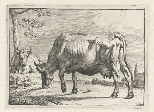 Grazing cow