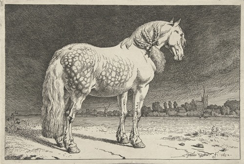 Het Friese paard Paarden