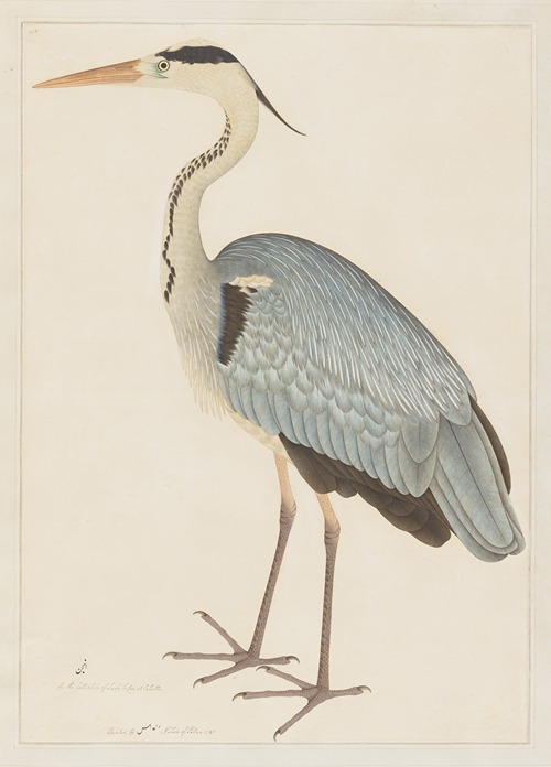 Grey Heron