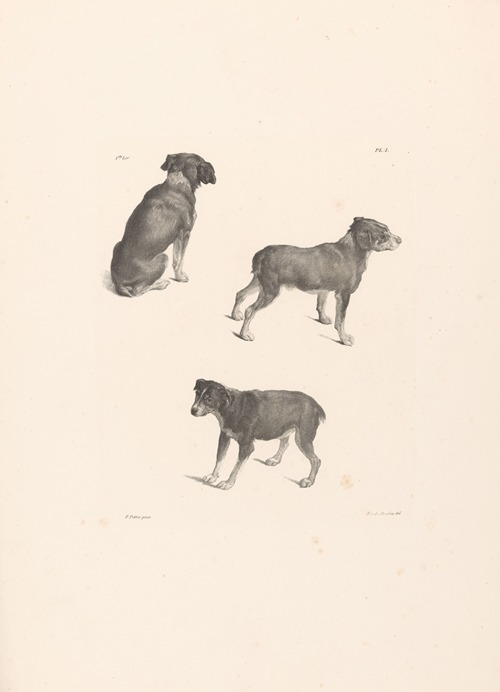 Drie honden