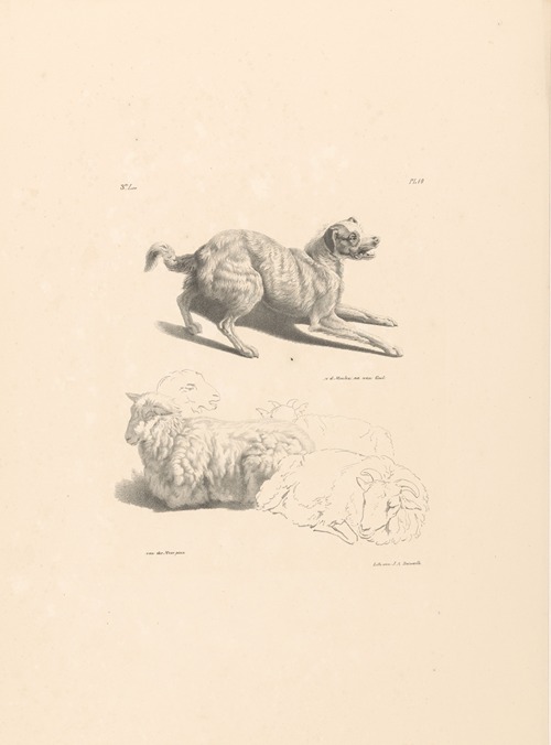 Hond en schapen