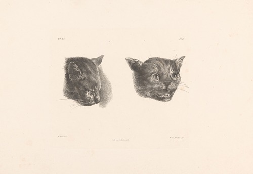 Twee kattenkoppen