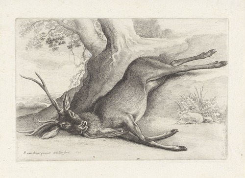 A dead stag lying in a wooded landscape