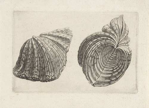 Bear paw clam (Hippopus maculatus)