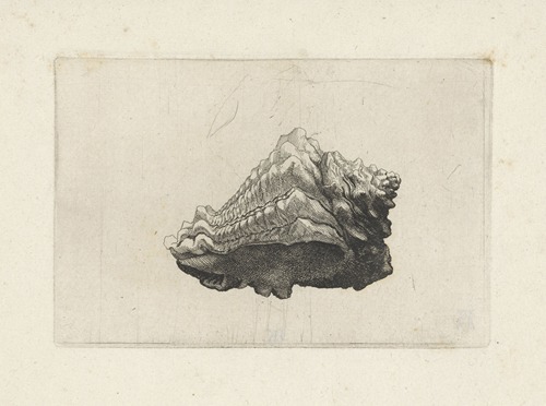 Caribbean vase (Vasum muricatum)