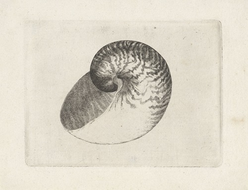 Chambered nautilus (Nautilus pompilius)
