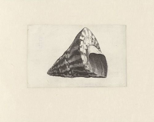 Commercial top-shell (Trochus niloticus)