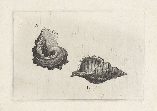 Common delphinula (Angaria delphinus) (A) and hairy triton (Cymatium pileare) (B)
