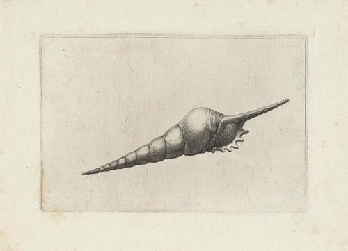 Dark-mouthed tibia (Tibia fusus melanocheilus)