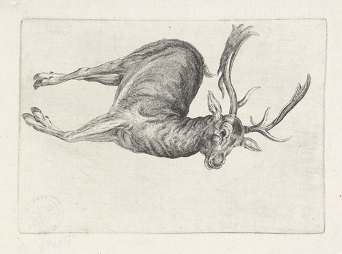Dead fallow buck lying on its left side, with head to right