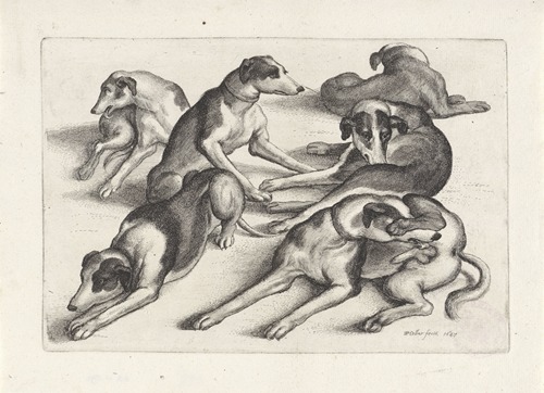 Five hounds lying on the ground, licking themselves