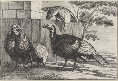 Four turkeys by a fence