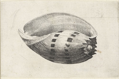 Giant baler (Melo amphora)