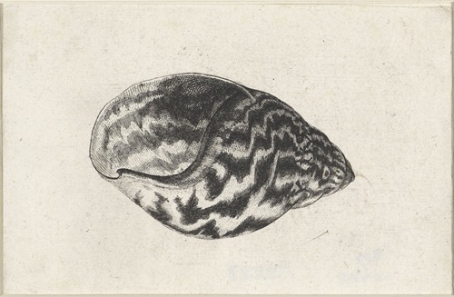 Giant Ghana land shell (Achatina achatina)