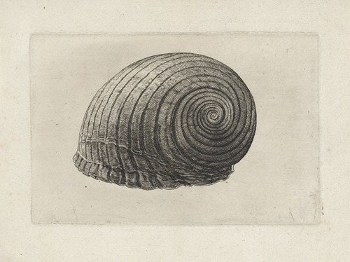 Giant tun (Tonna galea)