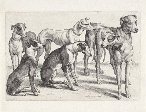Group of six hounds in a field