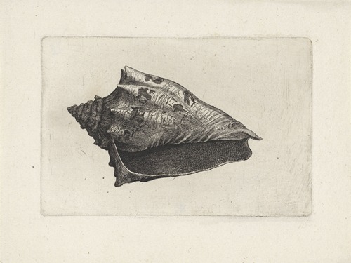 Hebrew volute (Voluta ebraea)