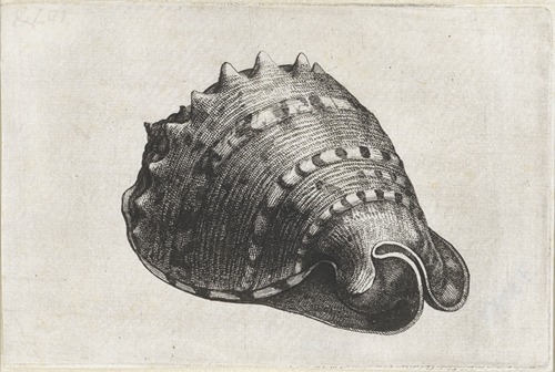 Horned helmet (Cassis cornuta)