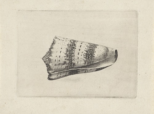 Imperial cone (Conus imperialis)
