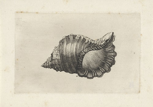 Neopolitan triton (Cymatium parthenopeum)