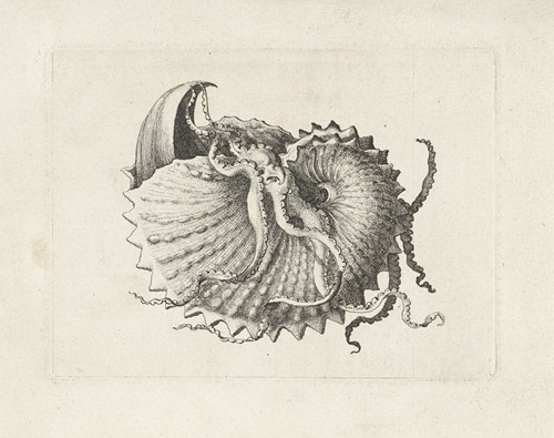 Nodose paper nautilus (Argonauta nodosa)