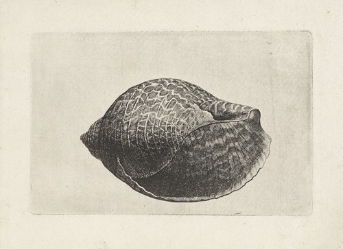 Pacific partridge tun (Tonna perdix)