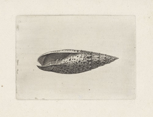 Papal mitre (Mitra papalis)