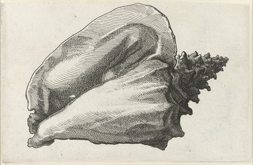 Pink conch (Strombus gigas)