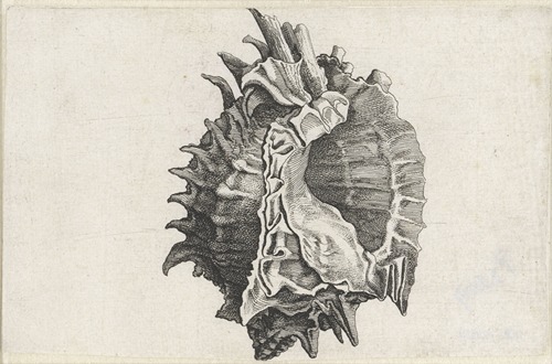 Pink-mouth murex (Phyllonotus erythrostomus)