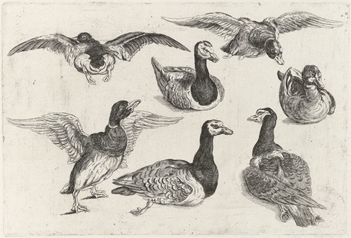 Seven ducks