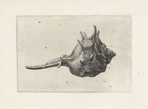 Short-spined murex (Murex brevispina)