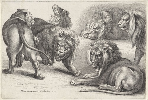Six lions in various poses