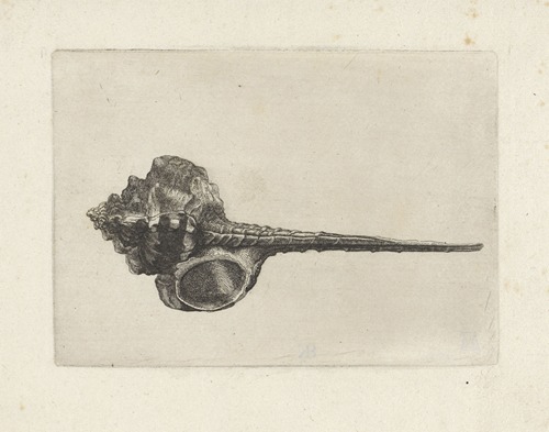 Snipeis bill murex (Murex haustellum)