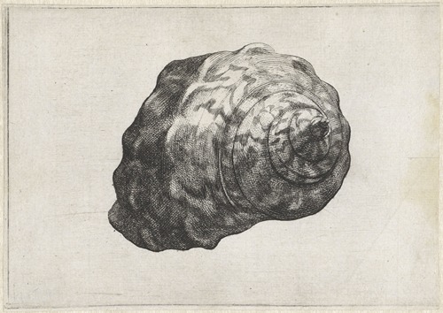 South African turban (Turbo sarmaticus)